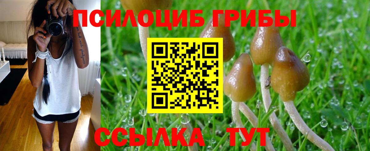 Галлюциногенные грибы Psilocybe Великий Новгород
